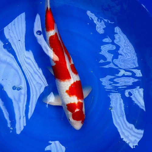 Kohaku Koi