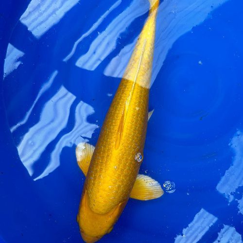 Yamabuki Ogon Koi 18.5"