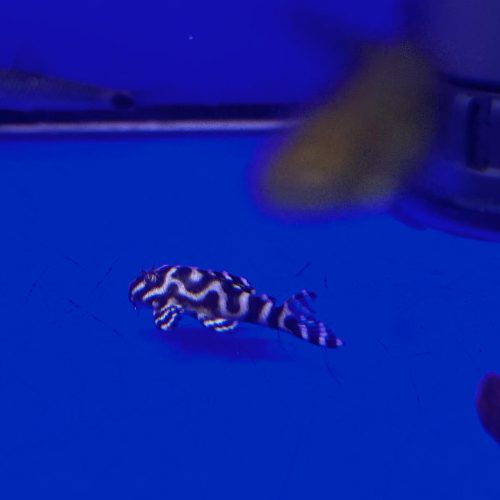Bel Monte Pleco L333