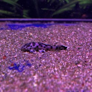 Sultan Pleco L264