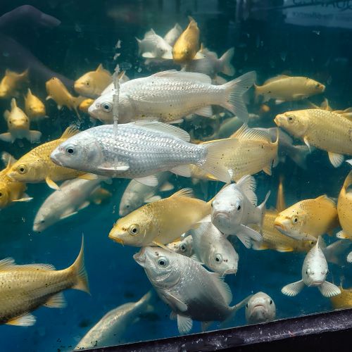 Japanese Koi Ogon Carp 2-3"