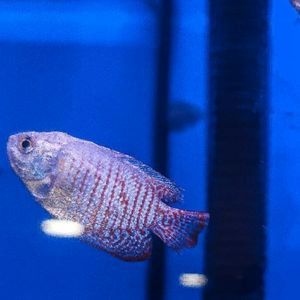 Neon Blue Dwarf Gourami