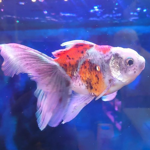 Oranda Fancy Goldfish