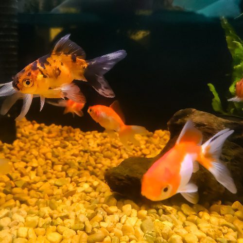 Assorted Oranda Fancy Goldfish