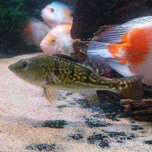 Kelberi Peacock Bass 24k gold