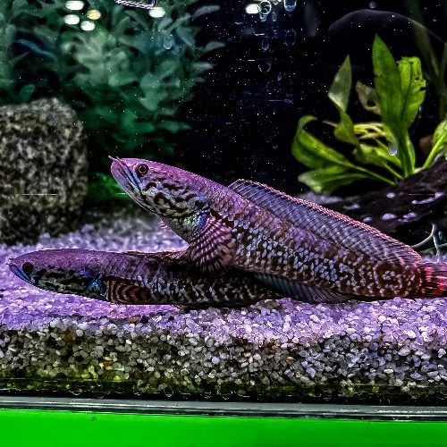 Rainbow Snakehead