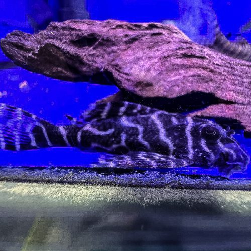 Cracked Zebra Pleco L236