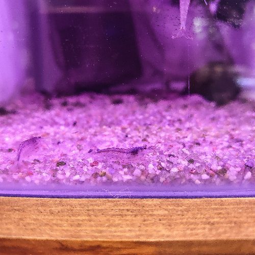 Amano Shrimp