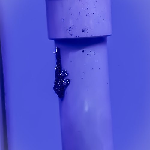 L183 Starlight Pleco