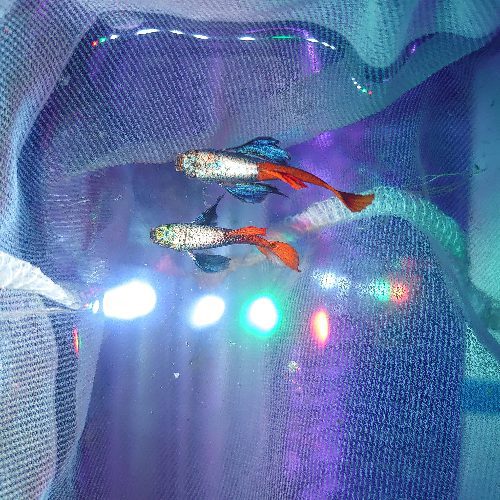 Dumbo Platinum Red Tail Guppy Pair