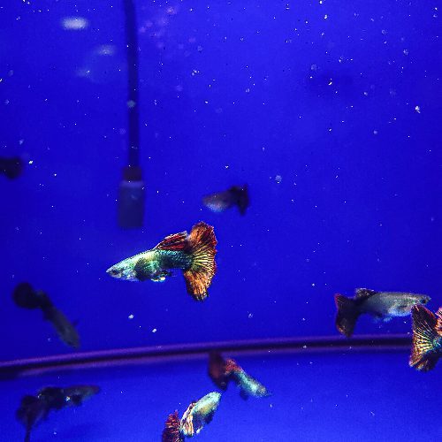 Red Dragon BDS HM Guppy Male