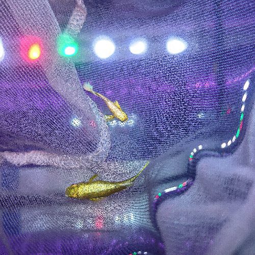 Full Gold Ribbon Guppy Pair