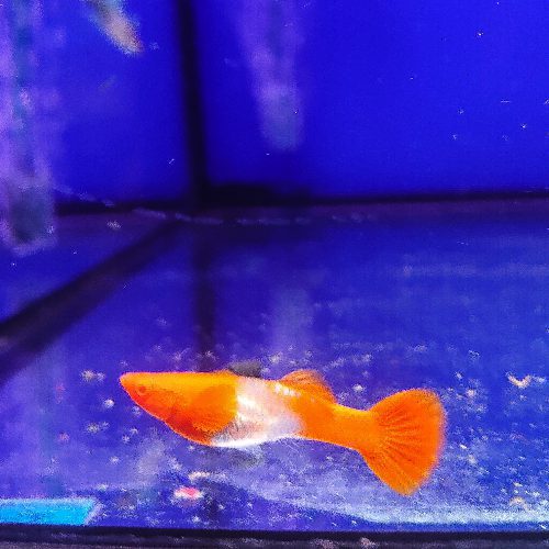 Koi Red Ear Guppy Pair