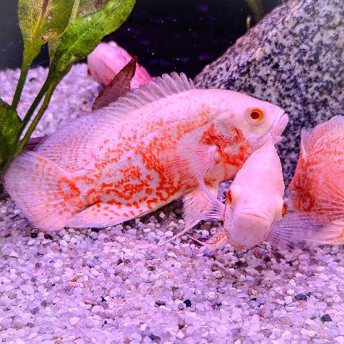 Albino Orange Oscar Large