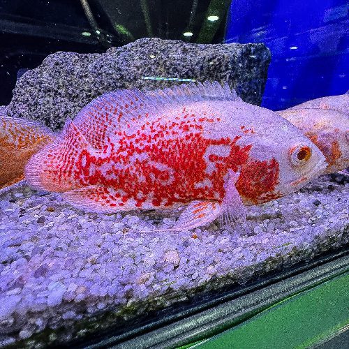 Red Albino Oscar Large tropical fish tank aquarium