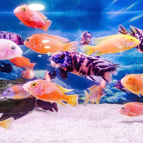 Peacock Cichlids Large