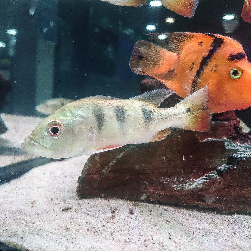Monoculus Peacock Bass