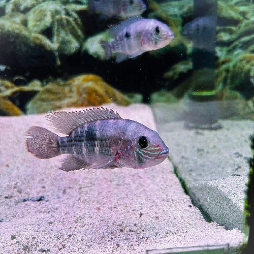 Green Terror Cichlid
