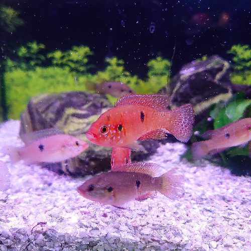 Jewel Cichlid Medium