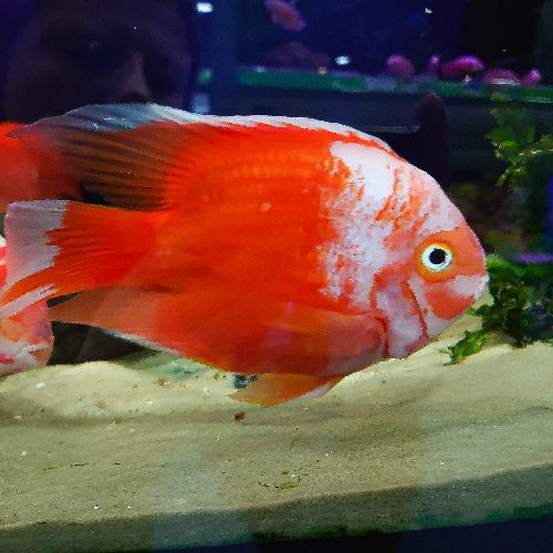 Red & White King Kong Parrot
