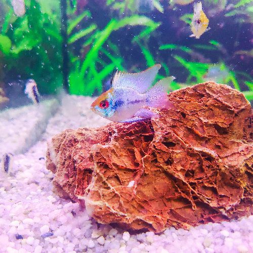 Electric Blue Ram
