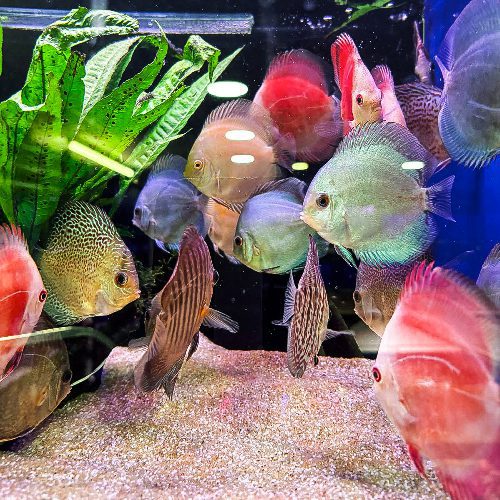 Assorted Discus tropical fish aquarium fish tank Symphysodon