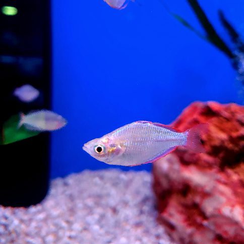 Dwarf Neon Rainbowfish