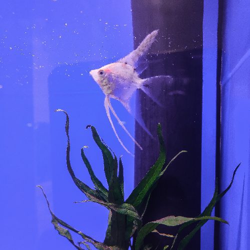 Diamond Veiltail Angelfish