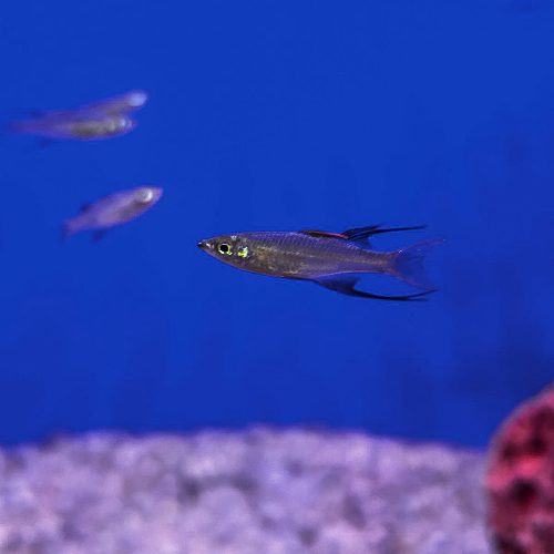 Threadfin Rainbowfish