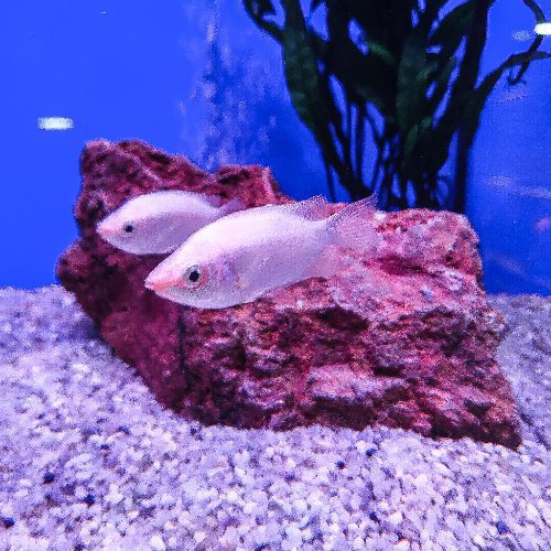Kissing Gourami