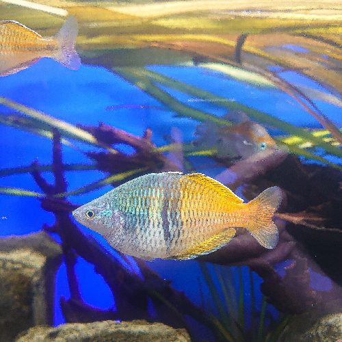 Boesemani Rainbowfish