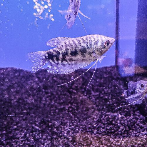 Opaline Gourami