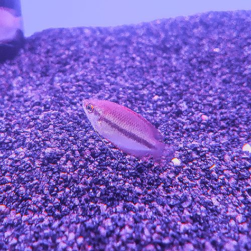 Honey Gourami