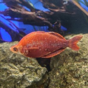 Red Rainbowfish