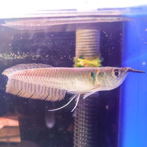 Silver Arowana