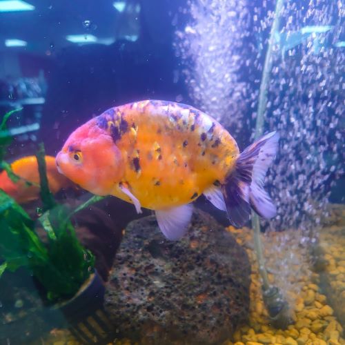 Tiger Ranchu Fancy Goldfish XL
