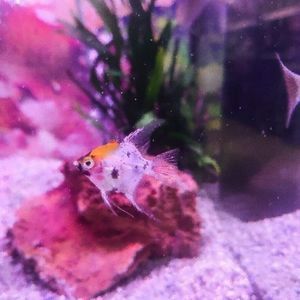 Tricolour Angelfish Koi ( Pterophyllum scalare) tropical aquarium fish tank