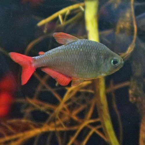 Colombian Tetra