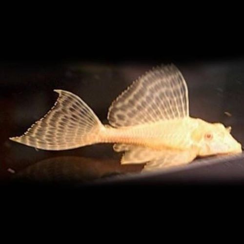 Albino Gibbiceps Pleco