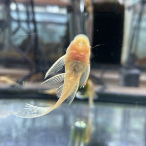 Albino Longfin Bristlenose Pleco