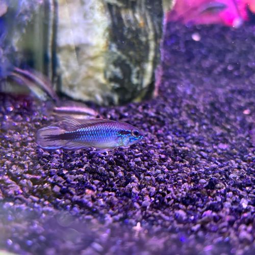 Apistogramma Agassizii