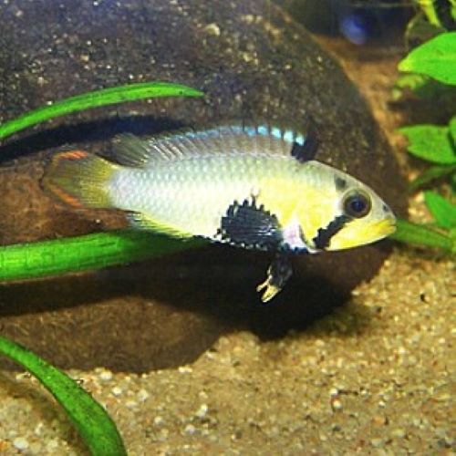 Apistogramma Pandourini tropical aquarium fish South American Dwarf Cichlid