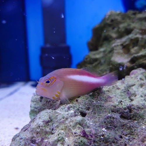Arc Eye Hawkfish