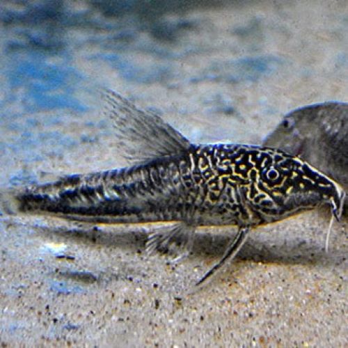 Banded Cory