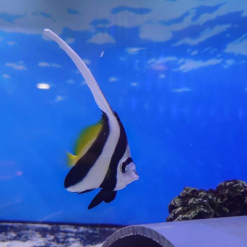 Bannerfish