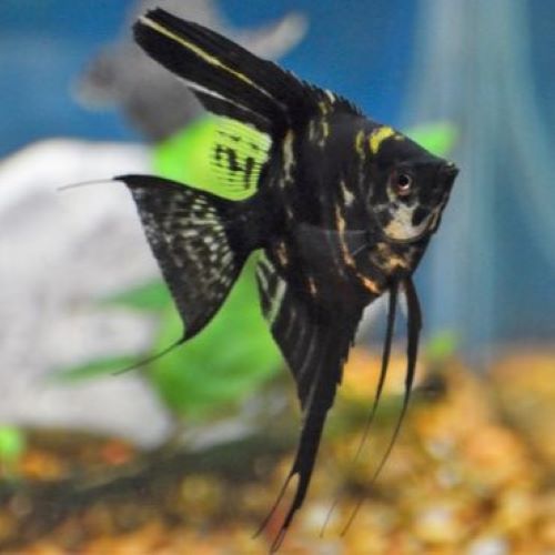 large Black Marble Angelfish long fin tropical fish