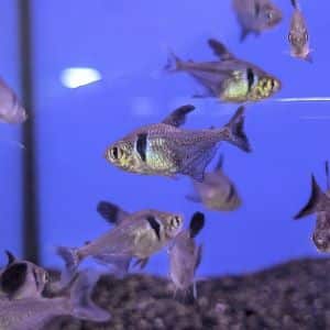 Black Phantom Tetra Live Tropical Fish Aquarium