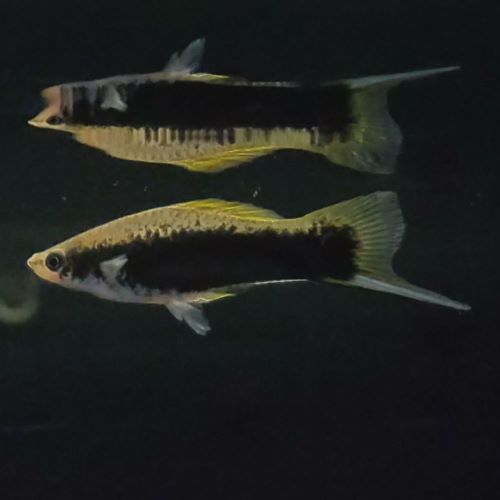 Black Swordtail