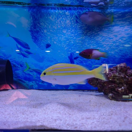 Blue Stripe Snapper