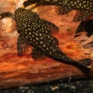 Bristlenose Catfish